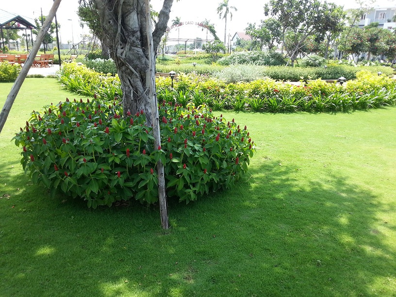 Trồng cỏ xanh sân vườn cảnh quan Hà Tĩnh